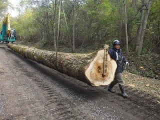 御小屋伐採場所から仮置場